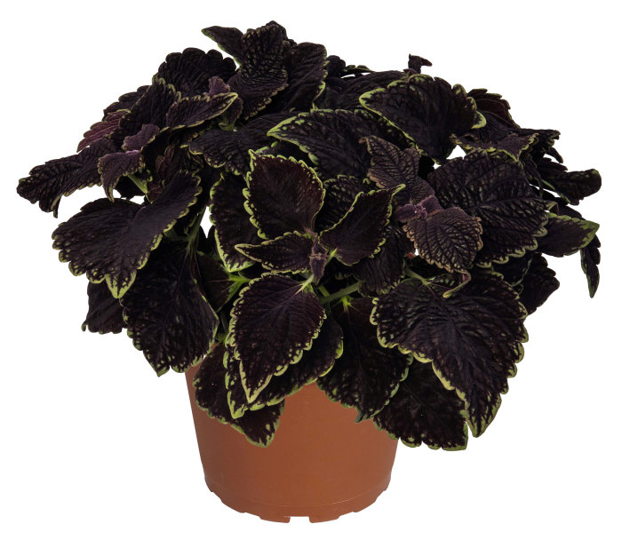 Palettblad Coleus